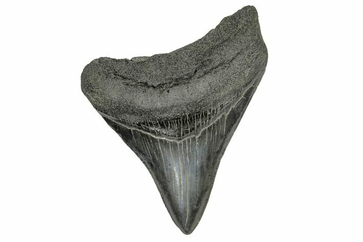 Fossil Megalodon Tooth - South Carolina #169205